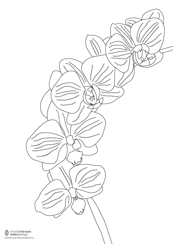 Orchidea színező