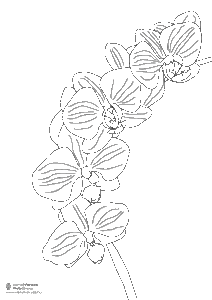 Orchidea színező